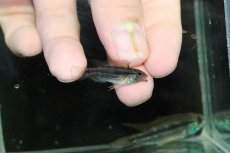 画像3: 【淡水魚】【通販】特価 No2 ツインバー アピストグラマ ビタエニアータ カレイロ産【１ペア 個体販売】(生体)(熱帯魚)NKAP (3)