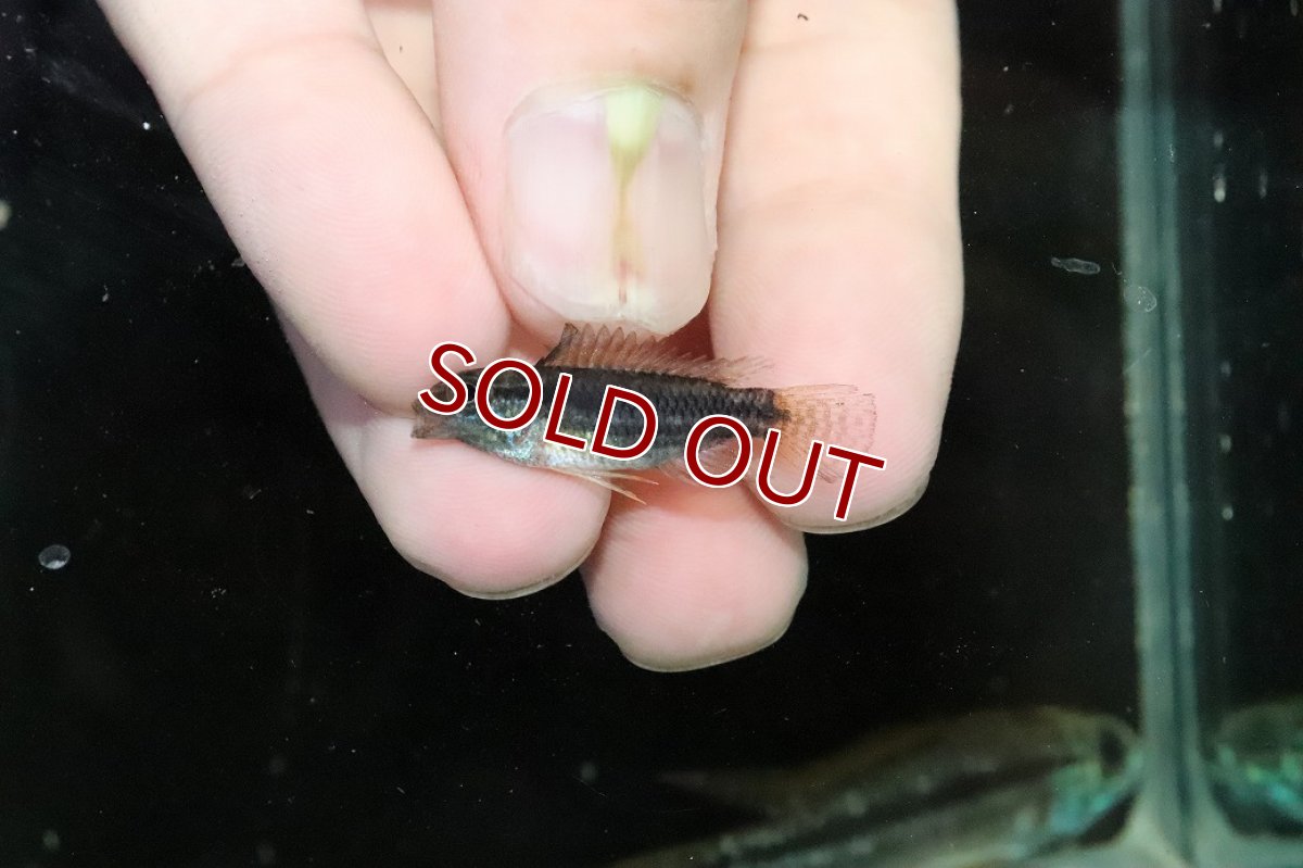 画像4: 【淡水魚】【通販】特価 No2 ツインバー アピストグラマ ビタエニアータ カレイロ産【１ペア 個体販売】(生体)(熱帯魚)NKAP (4)