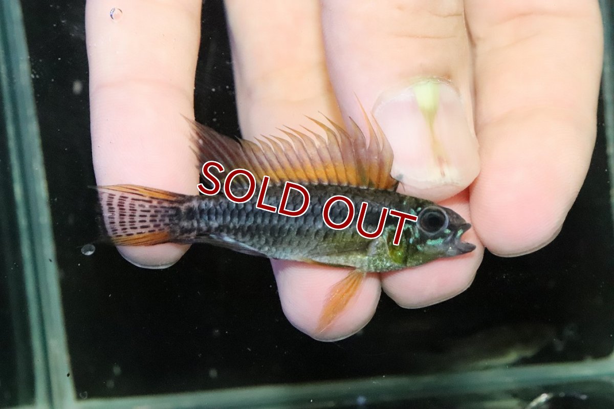 画像1: 【淡水魚】【通販】特価 No3 ツインバー アピストグラマ ビタエニアータ カレイロ産【１ペア 個体販売】(生体)(熱帯魚)NKAP (1)