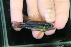 画像1: 【淡水魚】【通販】特価 No3 ツインバー アピストグラマ ビタエニアータ カレイロ産【１ペア 個体販売】(生体)(熱帯魚)NKAP (1)