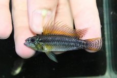 画像2: 【淡水魚】【通販】特価 No3 ツインバー アピストグラマ ビタエニアータ カレイロ産【１ペア 個体販売】(生体)(熱帯魚)NKAP (2)