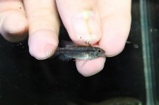 画像3: 【淡水魚】【通販】特価 No3 ツインバー アピストグラマ ビタエニアータ カレイロ産【１ペア 個体販売】(生体)(熱帯魚)NKAP (3)