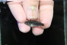 画像4: 【淡水魚】【通販】特価 No3 ツインバー アピストグラマ ビタエニアータ カレイロ産【１ペア 個体販売】(生体)(熱帯魚)NKAP (4)