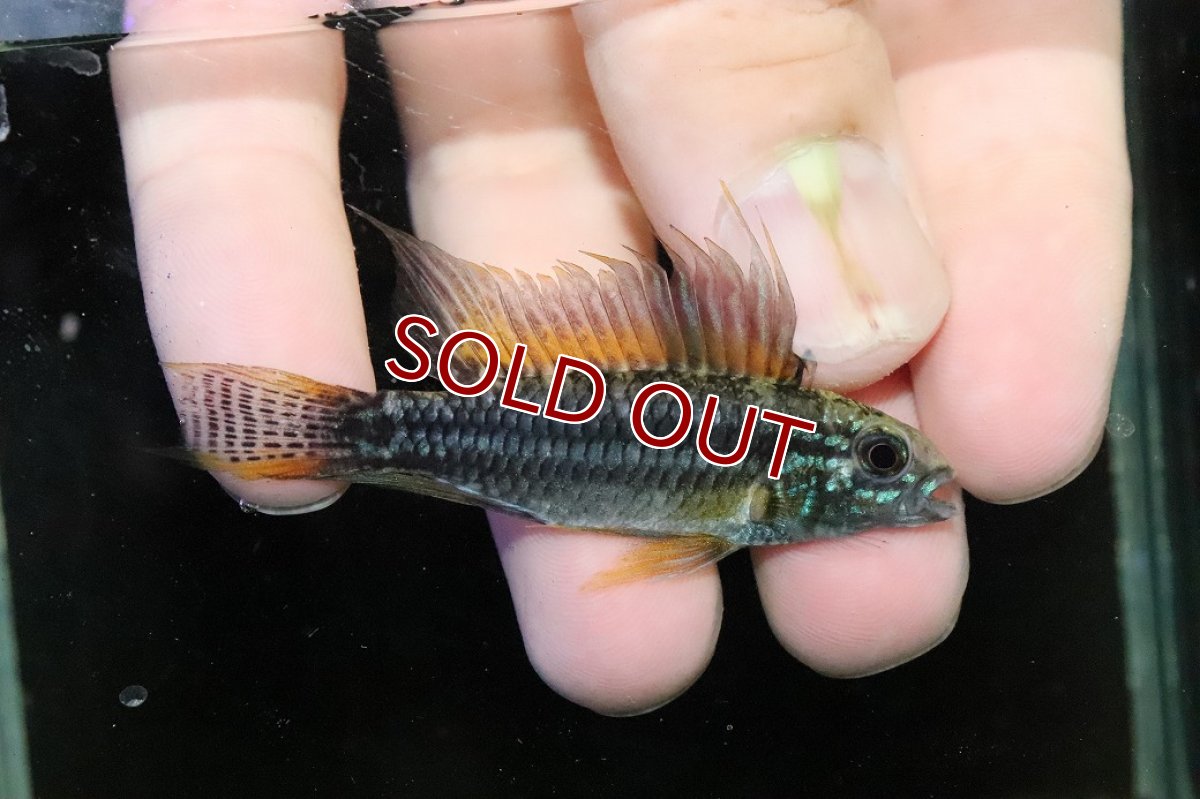画像1: 【淡水魚】【通販】特価 No4 ツインバー アピストグラマ ビタエニアータ カレイロ産【１ペア 個体販売】(生体)(熱帯魚)NKAP (1)