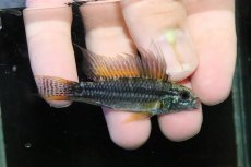 画像1: 【淡水魚】【通販】特価 No4 ツインバー アピストグラマ ビタエニアータ カレイロ産【１ペア 個体販売】(生体)(熱帯魚)NKAP (1)