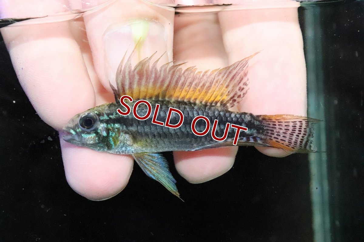 画像2: 【淡水魚】【通販】特価 No4 ツインバー アピストグラマ ビタエニアータ カレイロ産【１ペア 個体販売】(生体)(熱帯魚)NKAP (2)