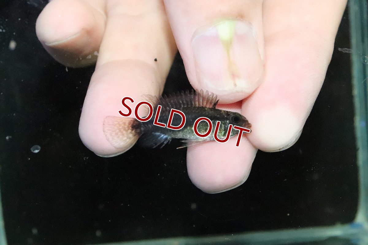 画像3: 【淡水魚】【通販】特価 No4 ツインバー アピストグラマ ビタエニアータ カレイロ産【１ペア 個体販売】(生体)(熱帯魚)NKAP (3)