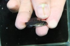 画像3: 【淡水魚】【通販】特価 No4 ツインバー アピストグラマ ビタエニアータ カレイロ産【１ペア 個体販売】(生体)(熱帯魚)NKAP (3)