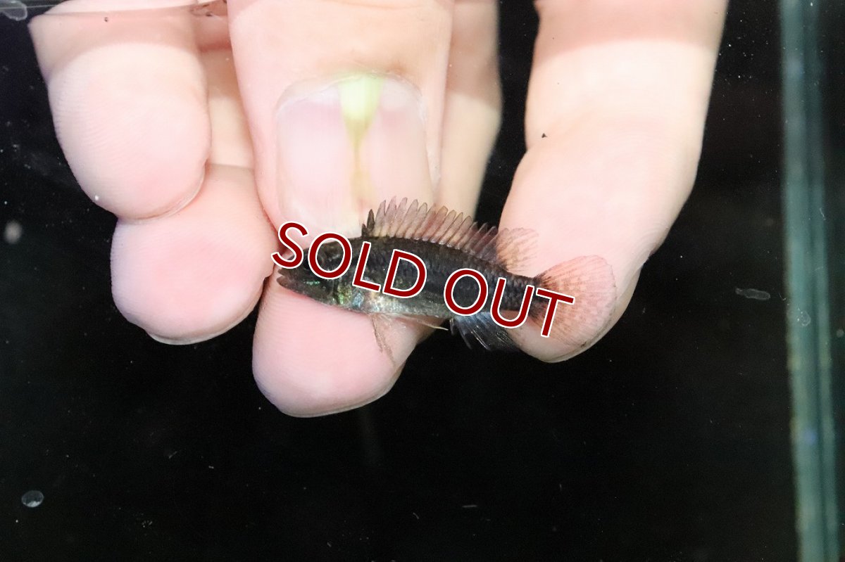 画像4: 【淡水魚】【通販】特価 No4 ツインバー アピストグラマ ビタエニアータ カレイロ産【１ペア 個体販売】(生体)(熱帯魚)NKAP (4)