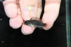 画像4: 【淡水魚】【通販】特価 No4 ツインバー アピストグラマ ビタエニアータ カレイロ産【１ペア 個体販売】(生体)(熱帯魚)NKAP (4)