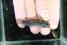 画像1: 【淡水魚】【通販】特価 No5 ツインバー アピストグラマ ビタエニアータ カレイロ産【１ペア 個体販売】(生体)(熱帯魚)NKAP (1)