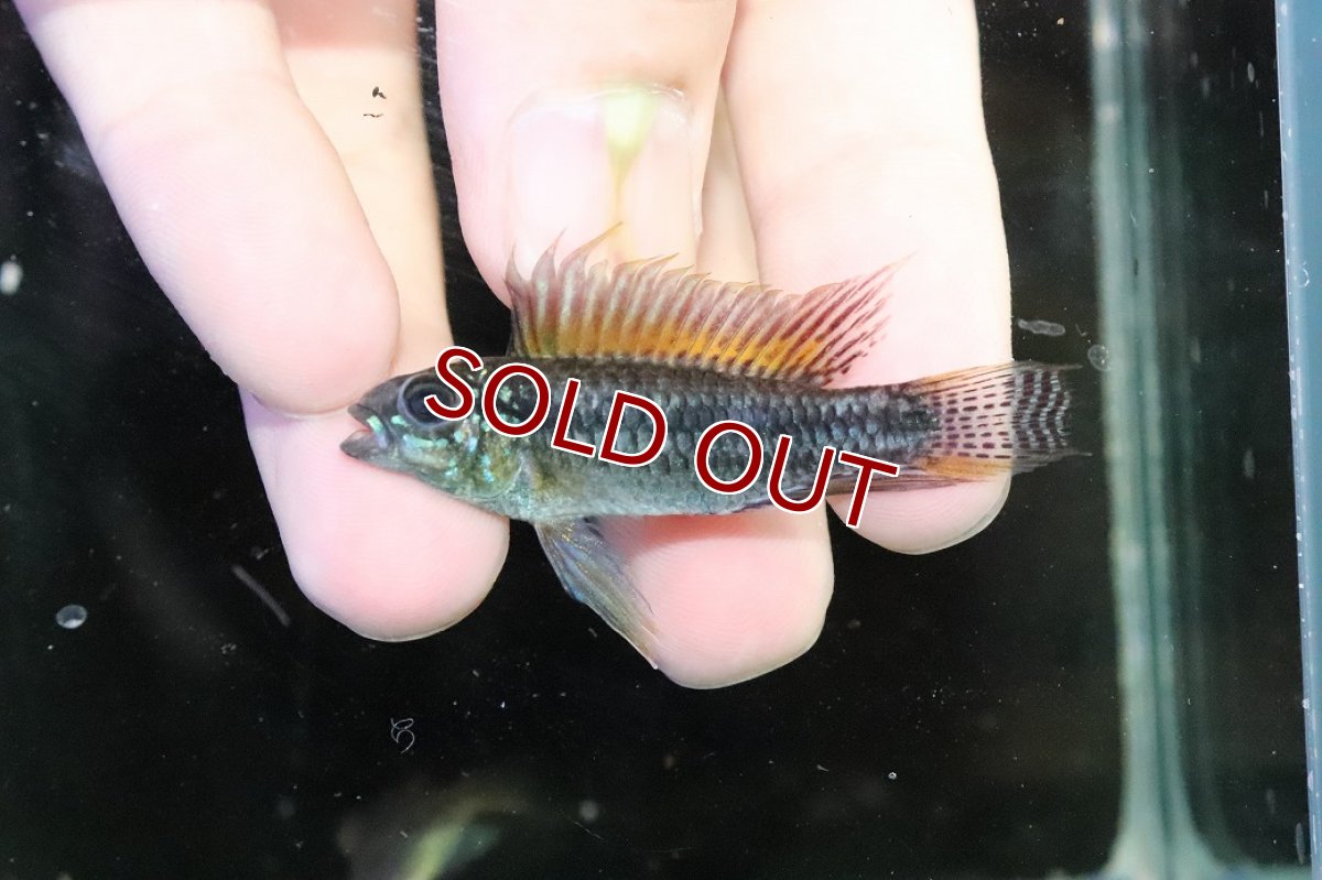 画像2: 【淡水魚】【通販】特価 No5 ツインバー アピストグラマ ビタエニアータ カレイロ産【１ペア 個体販売】(生体)(熱帯魚)NKAP (2)