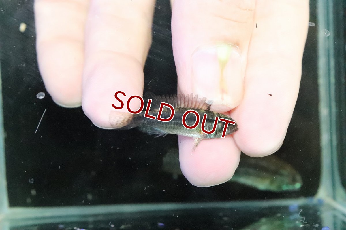 画像3: 【淡水魚】【通販】特価 No5 ツインバー アピストグラマ ビタエニアータ カレイロ産【１ペア 個体販売】(生体)(熱帯魚)NKAP (3)