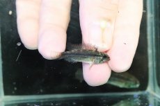 画像3: 【淡水魚】【通販】特価 No5 ツインバー アピストグラマ ビタエニアータ カレイロ産【１ペア 個体販売】(生体)(熱帯魚)NKAP (3)