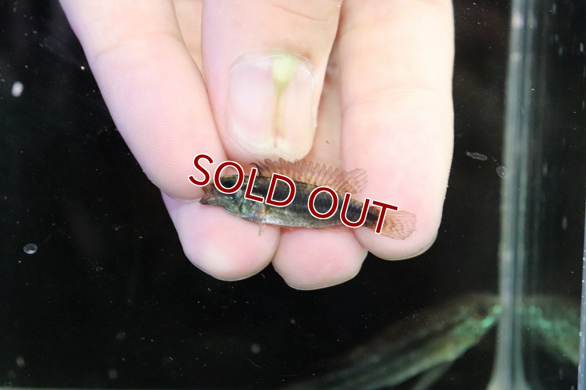 画像4: 【淡水魚】【通販】特価 No5 ツインバー アピストグラマ ビタエニアータ カレイロ産【１ペア 個体販売】(生体)(熱帯魚)NKAP (4)