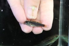 画像4: 【淡水魚】【通販】特価 No5 ツインバー アピストグラマ ビタエニアータ カレイロ産【１ペア 個体販売】(生体)(熱帯魚)NKAP (4)