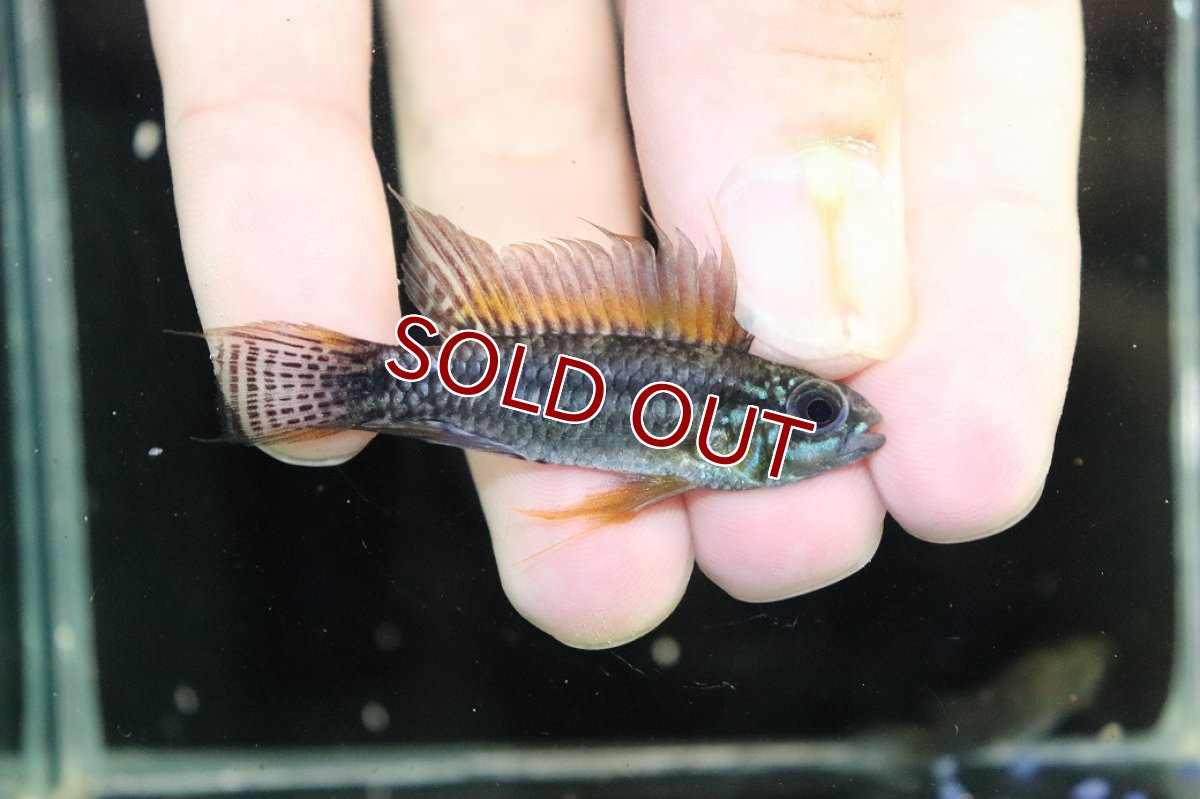 画像1: 【淡水魚】【通販】特価 No6 ツインバー アピストグラマ ビタエニアータ カレイロ産【１ペア 個体販売】(生体)(熱帯魚)NKAP (1)