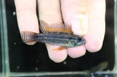 画像1: 【淡水魚】【通販】特価 No6 ツインバー アピストグラマ ビタエニアータ カレイロ産【１ペア 個体販売】(生体)(熱帯魚)NKAP (1)