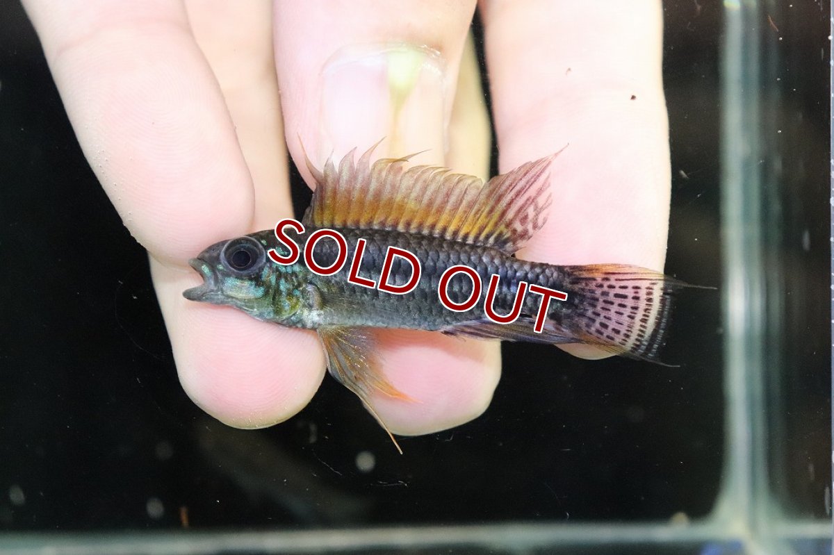 画像2: 【淡水魚】【通販】特価 No6 ツインバー アピストグラマ ビタエニアータ カレイロ産【１ペア 個体販売】(生体)(熱帯魚)NKAP (2)