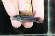 画像2: 【淡水魚】【通販】特価 No6 ツインバー アピストグラマ ビタエニアータ カレイロ産【１ペア 個体販売】(生体)(熱帯魚)NKAP (2)