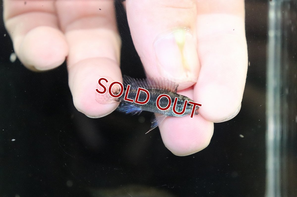 画像3: 【淡水魚】【通販】特価 No6 ツインバー アピストグラマ ビタエニアータ カレイロ産【１ペア 個体販売】(生体)(熱帯魚)NKAP (3)