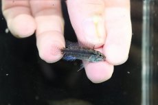 画像3: 【淡水魚】【通販】特価 No6 ツインバー アピストグラマ ビタエニアータ カレイロ産【１ペア 個体販売】(生体)(熱帯魚)NKAP (3)