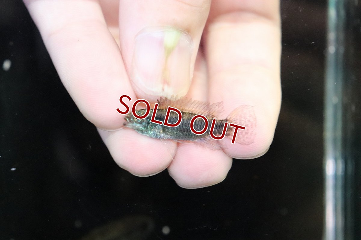 画像4: 【淡水魚】【通販】特価 No6 ツインバー アピストグラマ ビタエニアータ カレイロ産【１ペア 個体販売】(生体)(熱帯魚)NKAP (4)