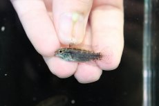 画像4: 【淡水魚】【通販】特価 No6 ツインバー アピストグラマ ビタエニアータ カレイロ産【１ペア 個体販売】(生体)(熱帯魚)NKAP (4)