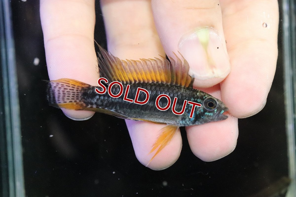 画像1: 【淡水魚】【通販】特価 No7 ツインバー アピストグラマ ビタエニアータ カレイロ産【１ペア 個体販売】(生体)(熱帯魚)NKAP (1)