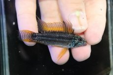 画像1: 【淡水魚】【通販】特価 No7 ツインバー アピストグラマ ビタエニアータ カレイロ産【１ペア 個体販売】(生体)(熱帯魚)NKAP (1)