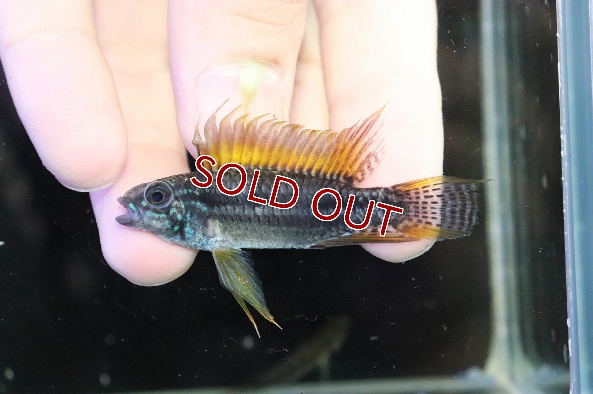 画像2: 【淡水魚】【通販】特価 No7 ツインバー アピストグラマ ビタエニアータ カレイロ産【１ペア 個体販売】(生体)(熱帯魚)NKAP (2)