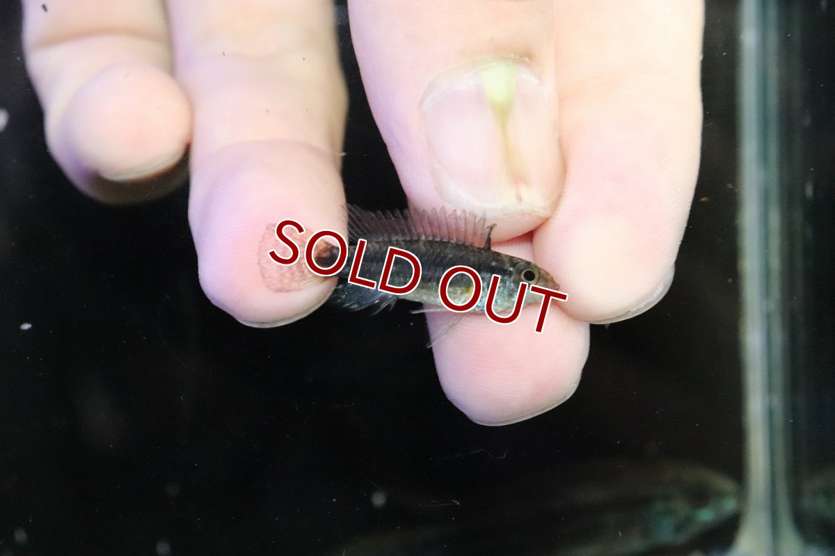 画像3: 【淡水魚】【通販】特価 No7 ツインバー アピストグラマ ビタエニアータ カレイロ産【１ペア 個体販売】(生体)(熱帯魚)NKAP (3)