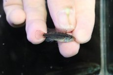 画像3: 【淡水魚】【通販】特価 No7 ツインバー アピストグラマ ビタエニアータ カレイロ産【１ペア 個体販売】(生体)(熱帯魚)NKAP (3)