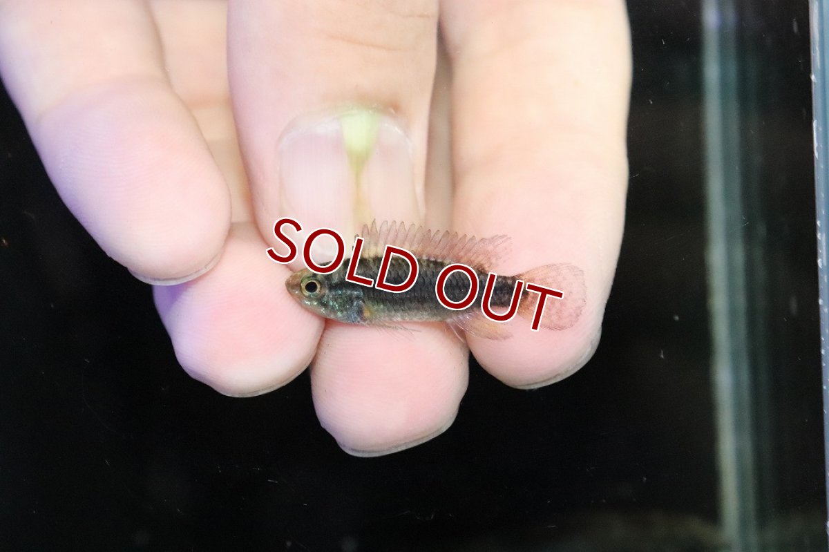 画像4: 【淡水魚】【通販】特価 No7 ツインバー アピストグラマ ビタエニアータ カレイロ産【１ペア 個体販売】(生体)(熱帯魚)NKAP (4)