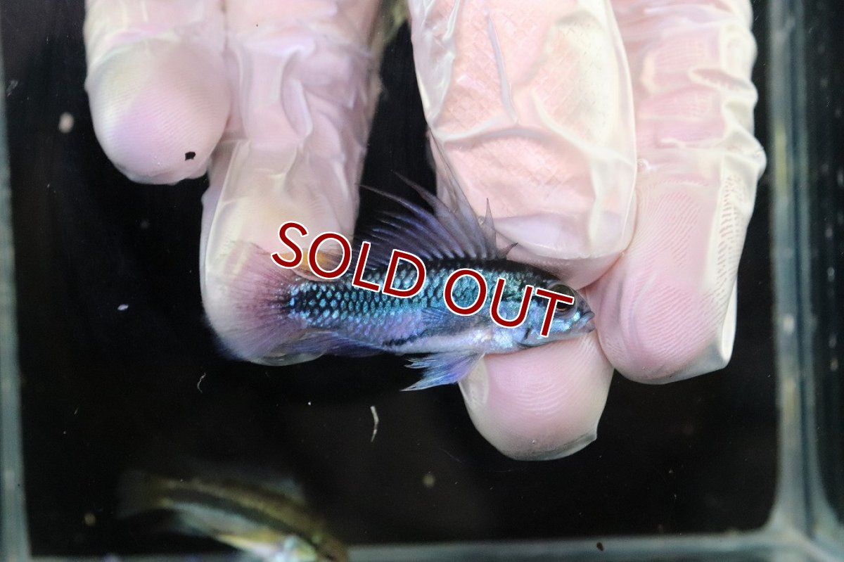 画像1: 【淡水魚】【通販】No1 アピストグラマ トリファスキアータ グァポレ産【１ペア 個体販売】(アピストグラマ)(生体)(熱帯魚)NKAP (1)