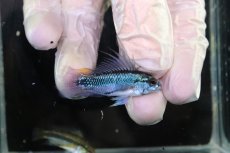 画像1: 【淡水魚】【通販】No1 アピストグラマ トリファスキアータ グァポレ産【１ペア 個体販売】(アピストグラマ)(生体)(熱帯魚)NKAP (1)