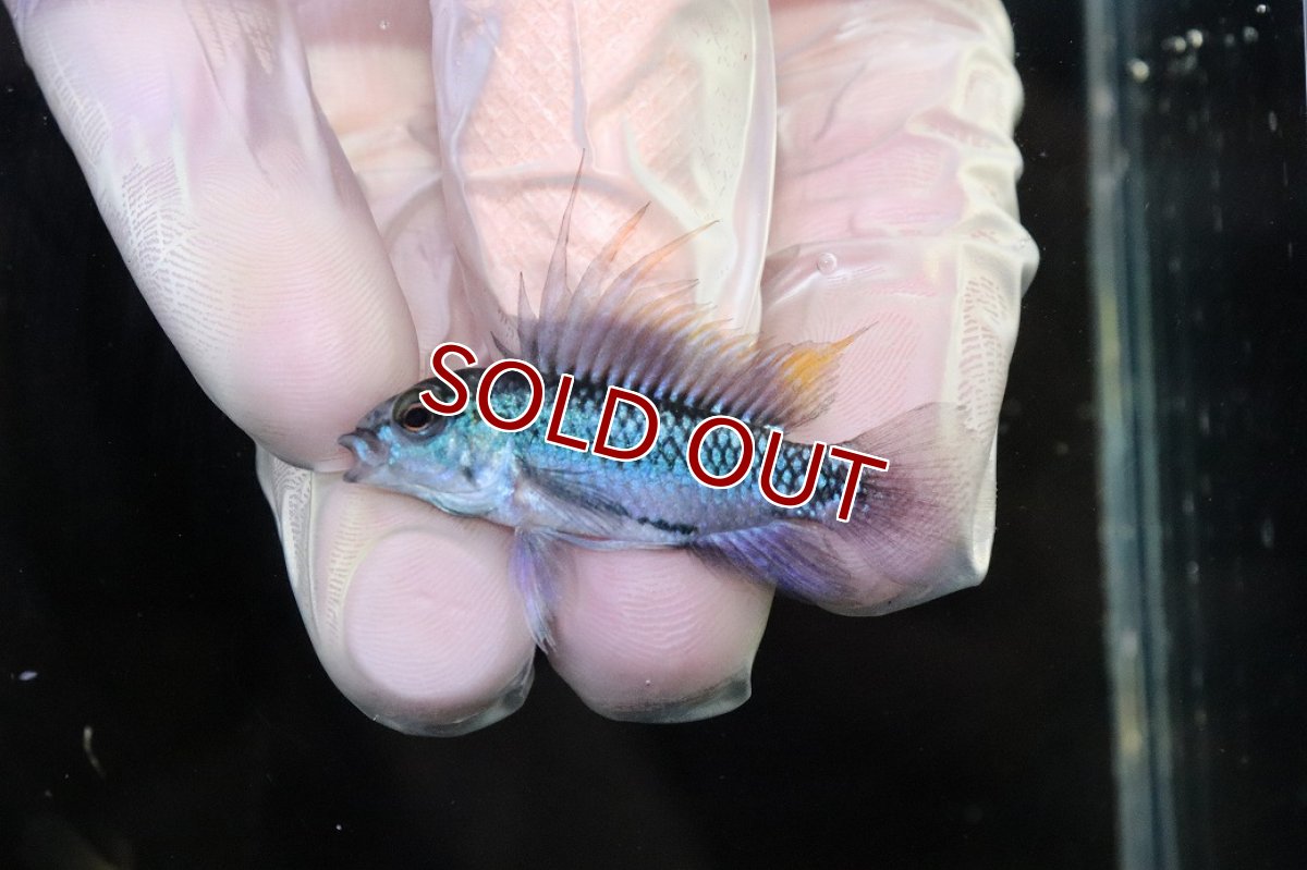 画像2: 【淡水魚】【通販】No1 アピストグラマ トリファスキアータ グァポレ産【1ペア 個体販売】(アピストグラマ)(生体)(熱帯魚)NKAP (2)