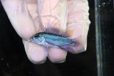 画像2: 【淡水魚】【通販】No1 アピストグラマ トリファスキアータ グァポレ産【１ペア 個体販売】(アピストグラマ)(生体)(熱帯魚)NKAP (2)