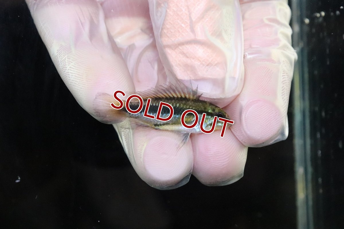 画像3: 【淡水魚】【通販】No1 アピストグラマ トリファスキアータ グァポレ産【1ペア 個体販売】(アピストグラマ)(生体)(熱帯魚)NKAP (3)