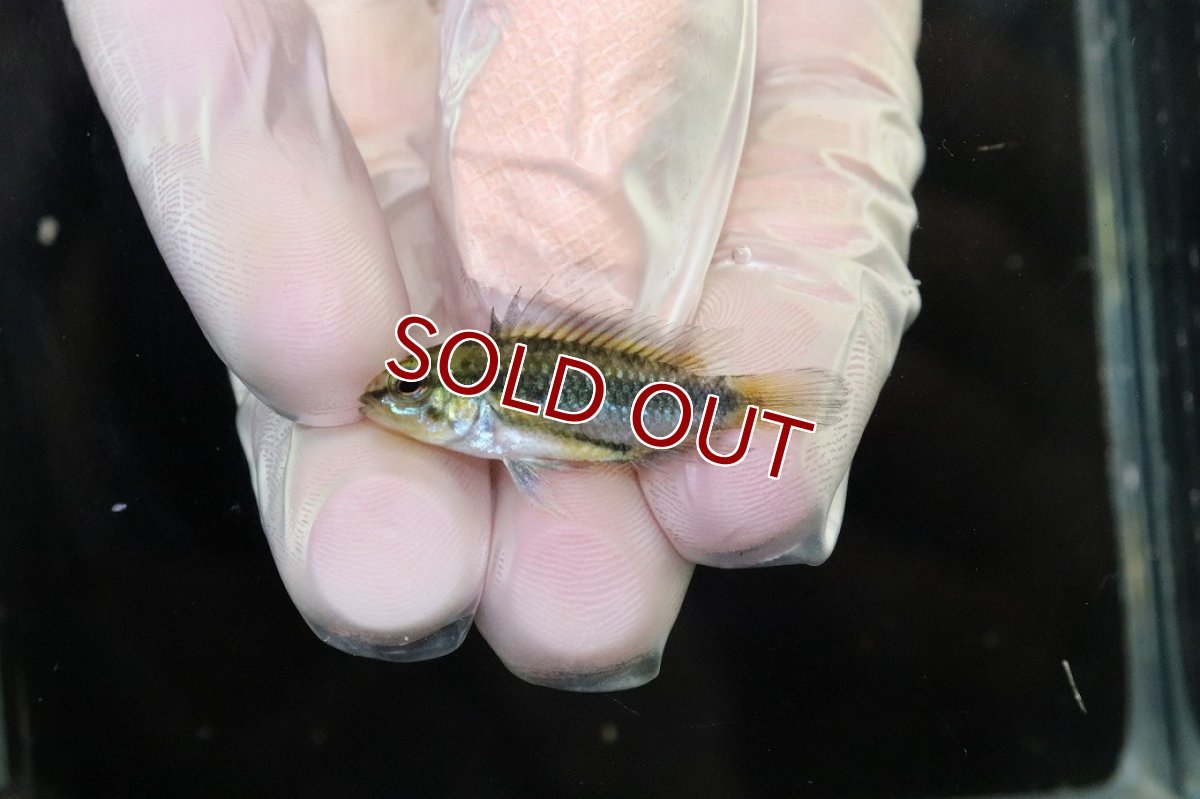 画像4: 【淡水魚】【通販】No1 アピストグラマ トリファスキアータ グァポレ産【1ペア 個体販売】(アピストグラマ)(生体)(熱帯魚)NKAP (4)