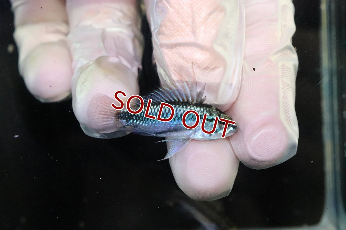 画像1: 【淡水魚】【通販】No2 アピストグラマ トリファスキアータ グァポレ産【１ペア 個体販売】(アピストグラマ)(生体)(熱帯魚)NKAP (1)