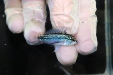 画像1: 【淡水魚】【通販】No2 アピストグラマ トリファスキアータ グァポレ産【１ペア 個体販売】(アピストグラマ)(生体)(熱帯魚)NKAP (1)