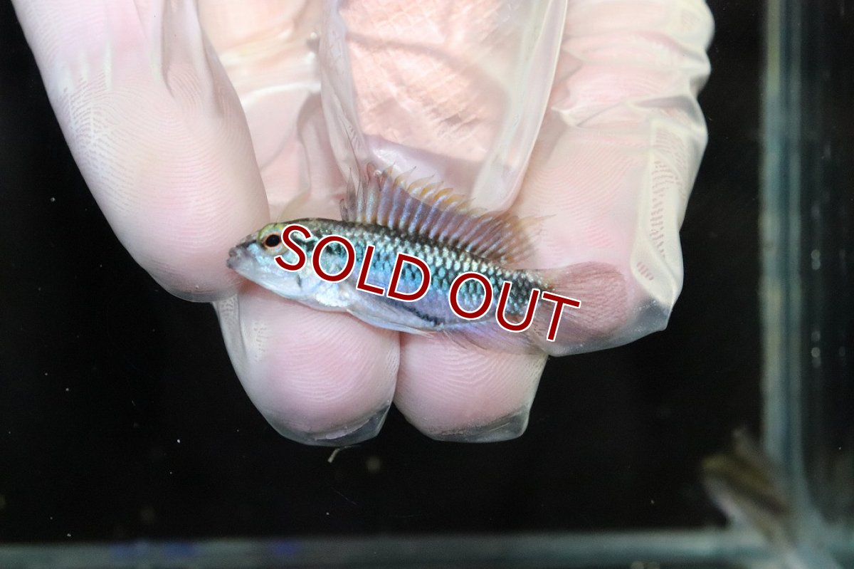 画像2: 【淡水魚】【通販】No2 アピストグラマ トリファスキアータ グァポレ産【１ペア 個体販売】(アピストグラマ)(生体)(熱帯魚)NKAP (2)