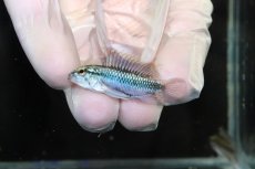 画像2: 【淡水魚】【通販】No2 アピストグラマ トリファスキアータ グァポレ産【１ペア 個体販売】(アピストグラマ)(生体)(熱帯魚)NKAP (2)