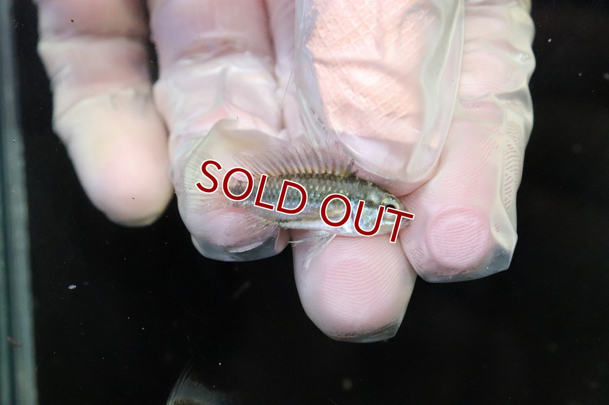 画像3: 【淡水魚】【通販】No2 アピストグラマ トリファスキアータ グァポレ産【１ペア 個体販売】(アピストグラマ)(生体)(熱帯魚)NKAP (3)