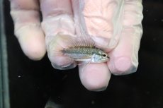 画像3: 【淡水魚】【通販】No2 アピストグラマ トリファスキアータ グァポレ産【１ペア 個体販売】(アピストグラマ)(生体)(熱帯魚)NKAP (3)