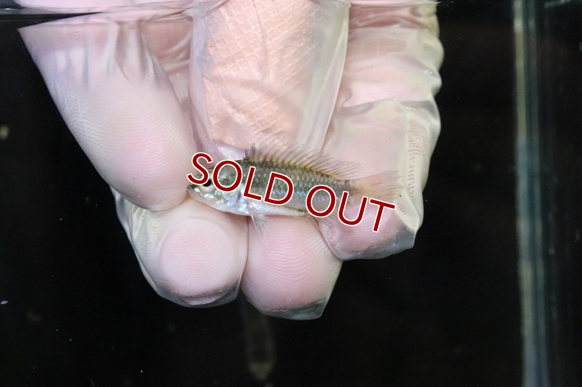 画像4: 【淡水魚】【通販】No2 アピストグラマ トリファスキアータ グァポレ産【１ペア 個体販売】(アピストグラマ)(生体)(熱帯魚)NKAP (4)