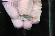 画像4: 【淡水魚】【通販】No2 アピストグラマ トリファスキアータ グァポレ産【１ペア 個体販売】(アピストグラマ)(生体)(熱帯魚)NKAP (4)