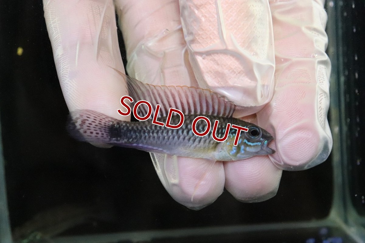 画像1: 【淡水魚】【通販】No1 アピストグラマ sp プルクラ リオブランコ産【1ペア 個体販売】(アピストグラマ)(生体)(熱帯魚)NKAP (1)