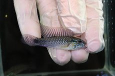 画像1: 【淡水魚】【通販】No1 アピストグラマ sp プルクラ リオブランコ産【１ペア 個体販売】(アピストグラマ)(生体)(熱帯魚)NKAP (1)